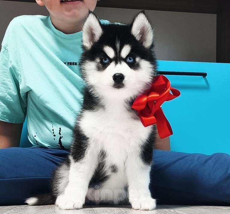 Собаки в Краснодаре: Хаски Щенки Разных окрасов Разнополые, Бесплатно - фото 1