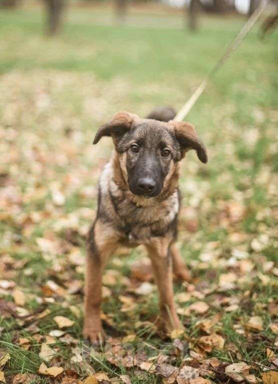 Собаки в Москве: Адель Девочка, Бесплатно - фото 2