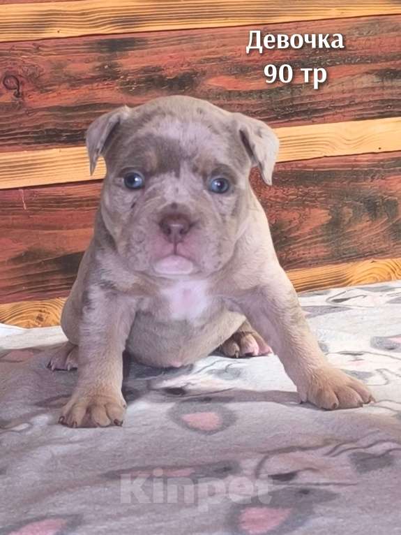 Собаки в Черногорске: Девочка Девочка, 90 000 руб. - фото 2