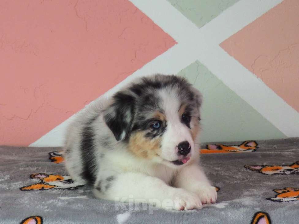 Собаки в Липецке: Австралийская овчарка Девочка, 130 000 руб. - фото 3