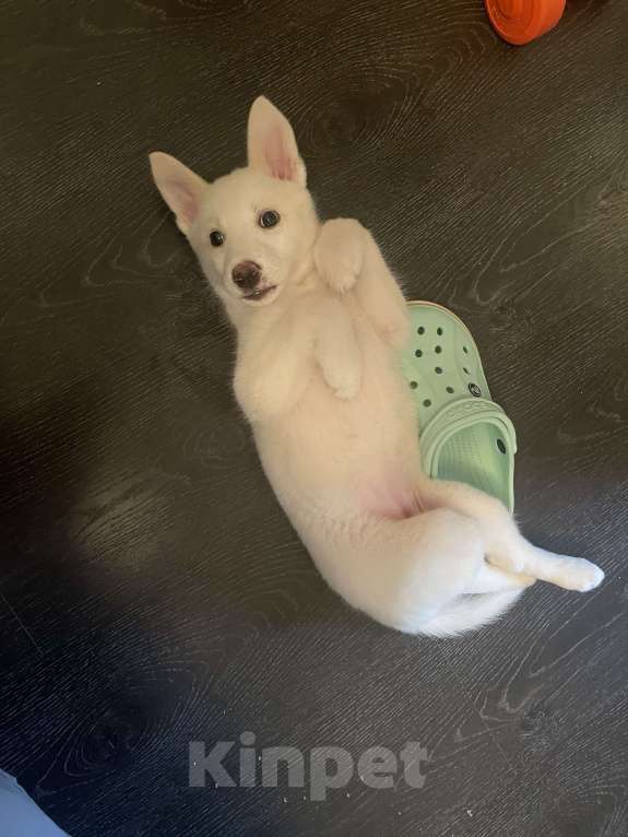 Собаки в Уфе: Щенок в добрые руки Девочка, Бесплатно - фото 3