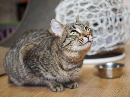 Пружинка мечтает обрести дом!