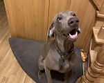 Собаки в Рузе: Отдам кобеля в добрые руки Мальчик, Бесплатно - фото 4