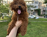 Собаки в Москве: щенок Той пудель девочка Девочка, 75 000 руб. - фото 1