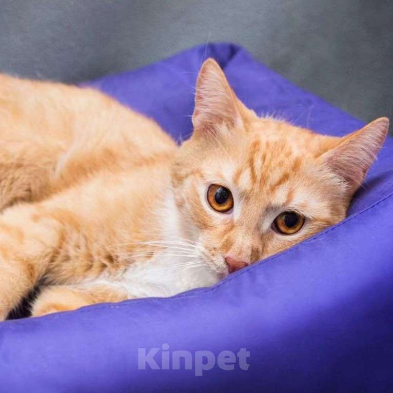 Кошки в Москве: Никому не нужный рыжик Мальчик, Бесплатно - фото 2