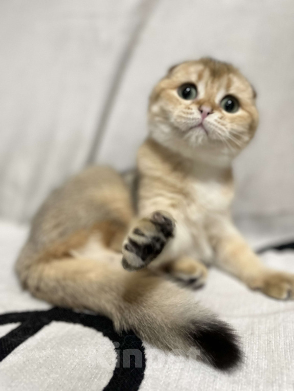 Кошки в Москве: Шотландский вислоухий котенок Девочка, 40 000 руб. - фото 3