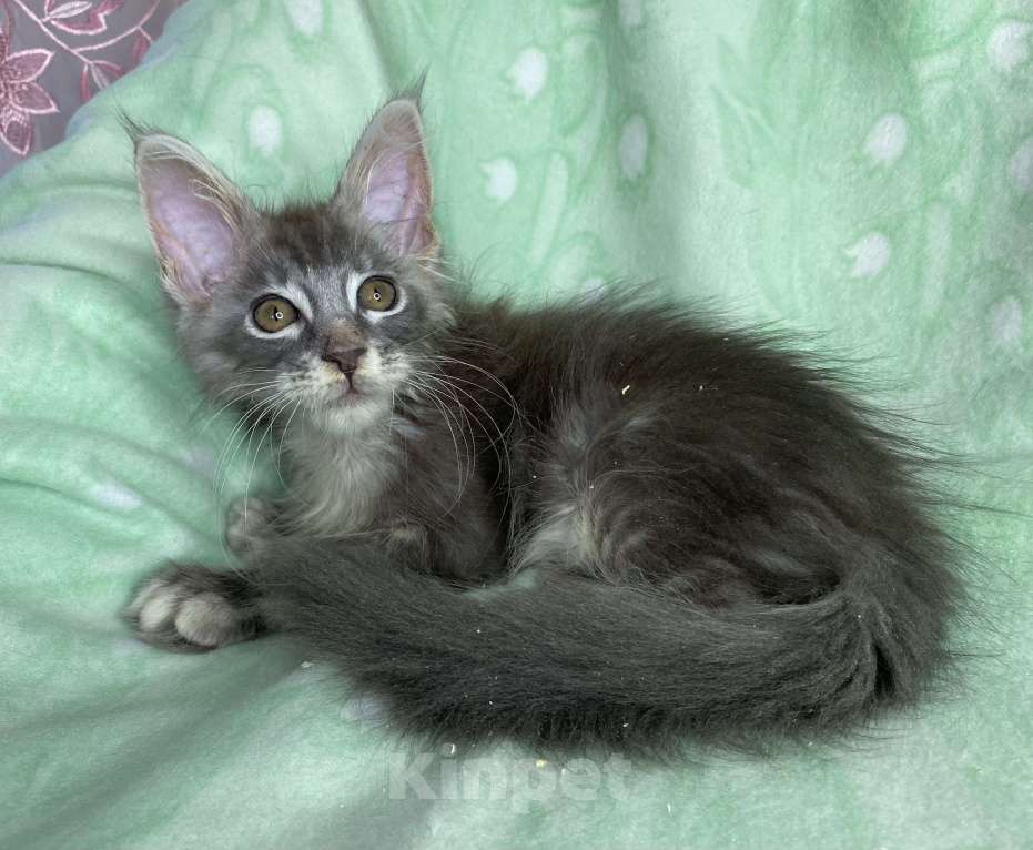 Кошки в Дмитрове: Голубая серебристая мраморная девочка мейн кун Carmie Девочка, Бесплатно - фото 4