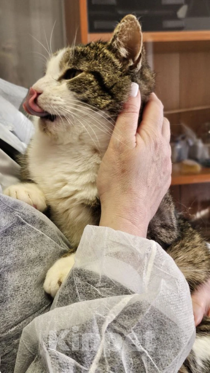 Кошки в Москве: Очень обстоятельный котик Борис ищет семью Мальчик, Бесплатно - фото 4