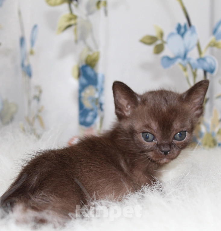 Кошки в Екатеринбурге: Бурманские котята соболь Девочка, 50 000 руб. - фото 3