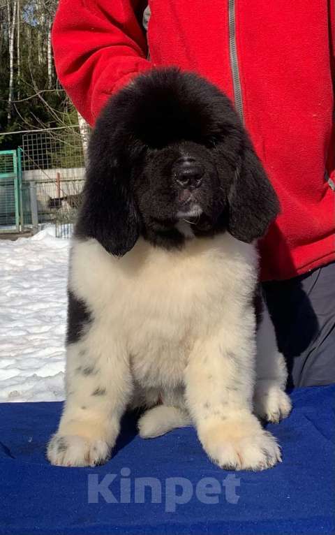 Собаки в Выборге: щенок ньюфаундленда Мальчик, 100 000 руб. - фото 1