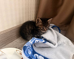 Кошки в Москве: Котенок Мальчик, Бесплатно - фото 1