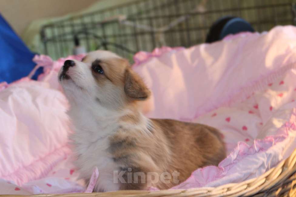 Собаки в Москве: Вельш корги пемброк щенки Мальчик, 50 000 руб. - фото 5