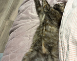 Кошки в Подольске: Котенок в добрые руки Девочка, Бесплатно - фото 3