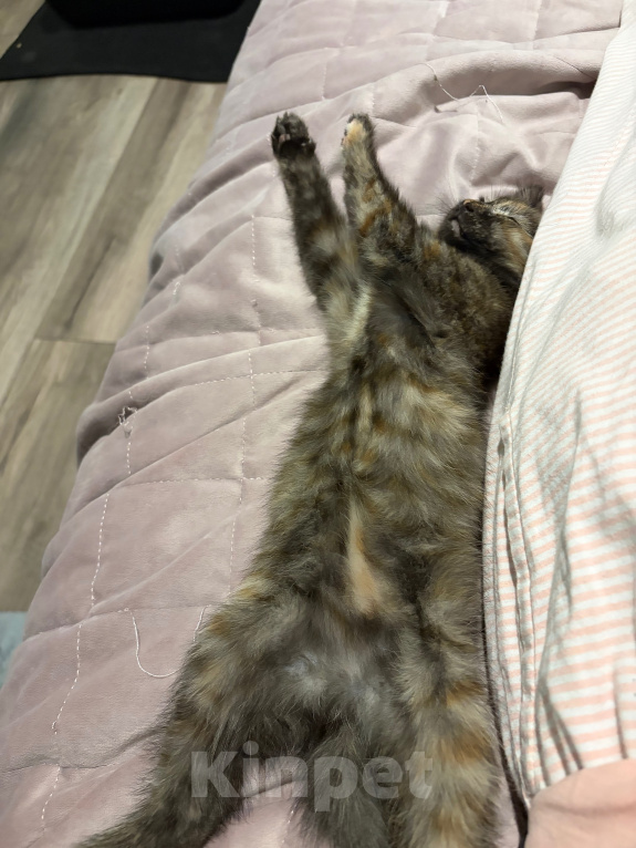 Кошки в Подольске: Котенок в добрые руки Девочка, Бесплатно - фото 3