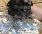Собаки в Нижнем Новгороде: Щенки французского бульдога Мальчик, 60 000 руб. - фото 9
