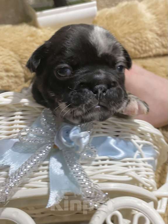 Собаки в Нижнем Новгороде: Щенки французского бульдога Мальчик, 60 000 руб. - фото 9