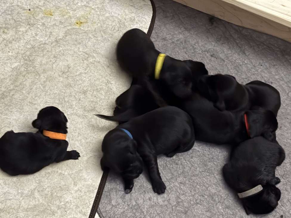 Собаки в Москве: Бронируем щенков прямошерстного ретривера флэт Девочка, 75 000 руб. - фото 7