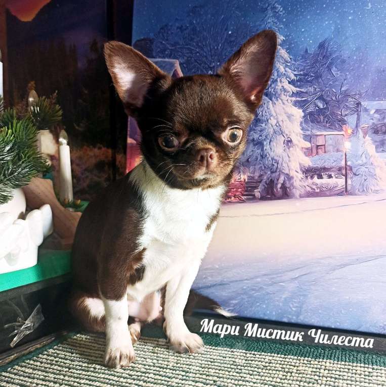 Собаки в Санкт-Петербурге: Вес, размер гарантирован Чилеста чихуахуа Девочка, 100 000 руб. - фото 6