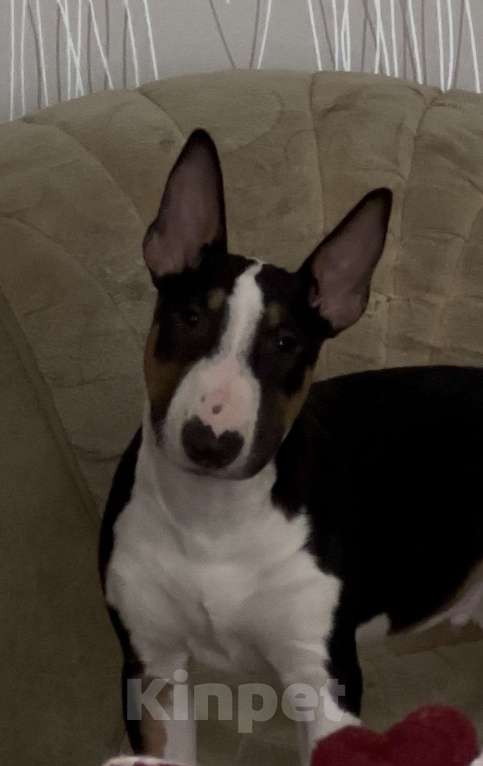 Собаки в Ростове-на-Дону: Бультерьер Мальчик, 15 000 руб. - фото 1