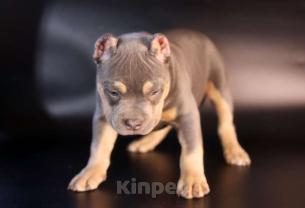 Собаки в Всеволожске: ММ ДАВИД КЬЯНТИ Мальчик, Бесплатно - фото 7