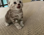 Кошки в Москве: Шотландский мальчик Scottish fold Мальчик, 14 000 руб. - фото 3