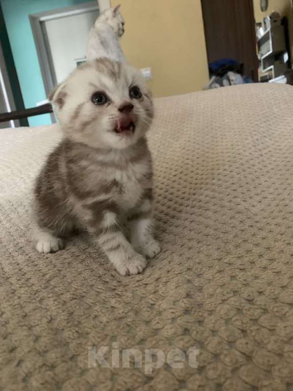 Кошки в Москве: Шотландский мальчик Scottish fold Мальчик, 9 000 руб. - фото 3