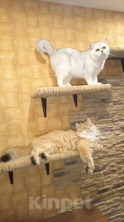 Кошки в Москве: Золотая длинношерстная девочка Девочка, 1 000 руб. - фото 4