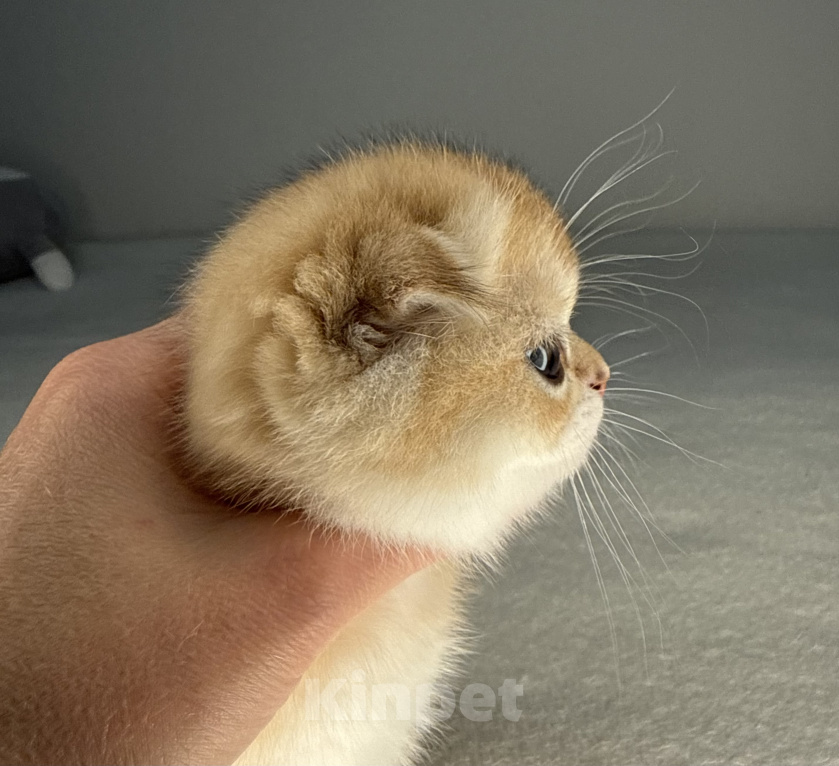 Кошки в Краснодаре: Шотландская кошка Девочка, 30 000 руб. - фото 8