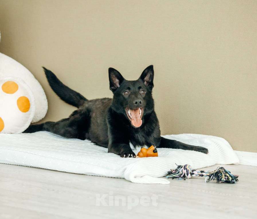 Собаки в Москве: Щенок-метис овчарки в Москве бесплатно Мальчик, Бесплатно - фото 4