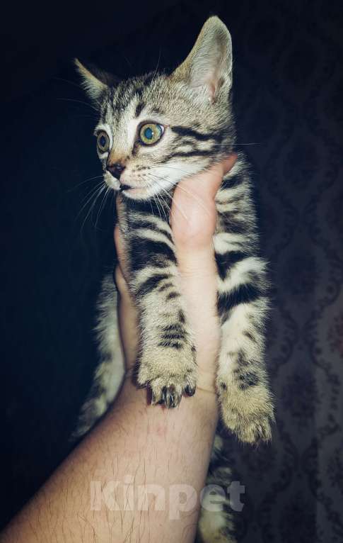Кошки в Туле: Бенгальский котёнок мрамор на серебре Девочка, 7 000 руб. - фото 3