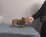 Собаки в Севастополе: Девочка американский булли Девочка, 80 руб. - фото 3