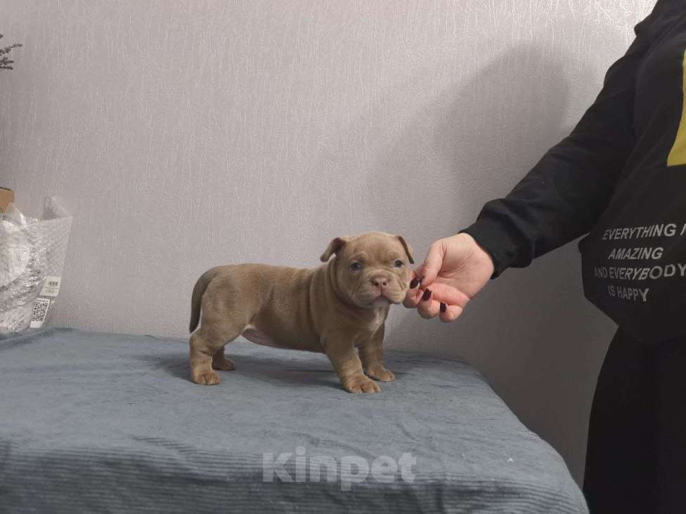 Собаки в Севастополе: Девочка американский булли Девочка, 80 руб. - фото 3