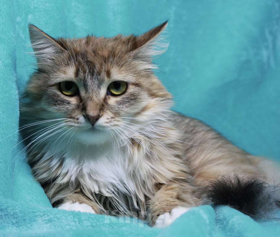 Кошки в Москве: Пусть мама увидит пусть мама придет  Девочка, Бесплатно - фото 5