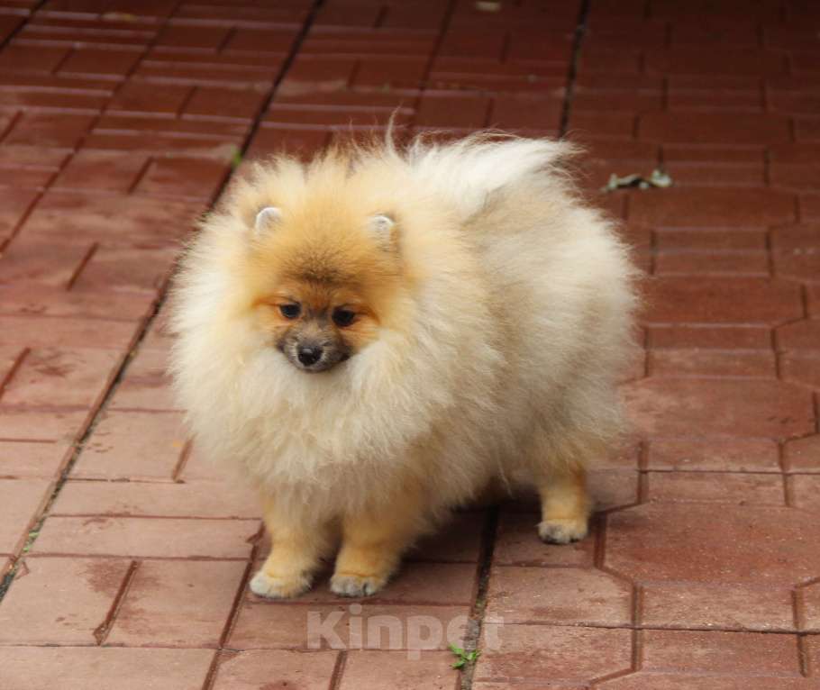 Собаки в Раменском: Мальчик шпица Мальчик, 35 000 руб. - фото 2