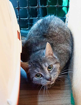 Миледи - британская кошечка серебристого окраса в дар