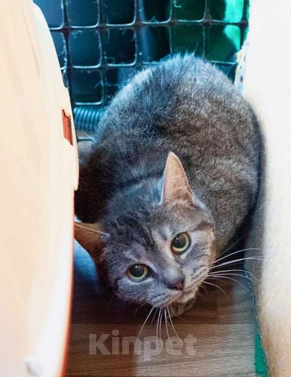 Кошки в Москве: Миледи - британская кошечка серебристого окраса в дар Девочка, Бесплатно - фото 1