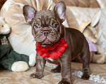 Собаки в Москве: Французский бульдог, щенок Мальчик, 50 000 руб. - фото 1