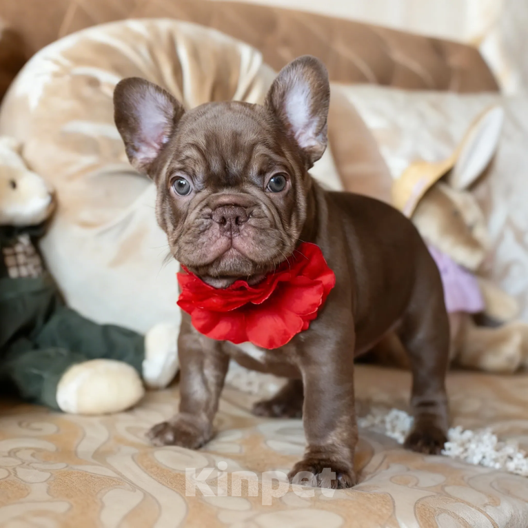 Собаки в Москве: Французский бульдог, щенок Мальчик, 50 000 руб. - фото 1