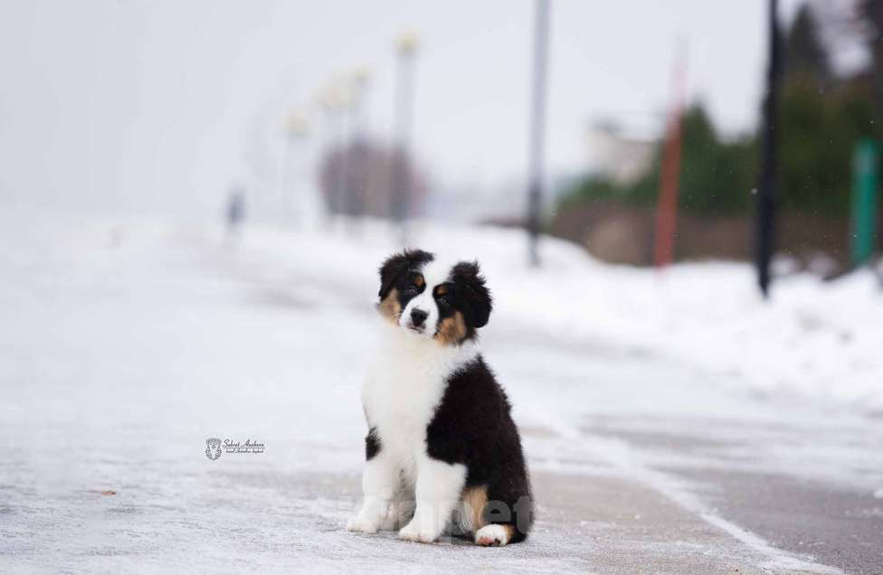 Собаки в Москве: Миниатюрная американская овчарка (мини-аусси) Мальчик, 100 000 руб. - фото 2