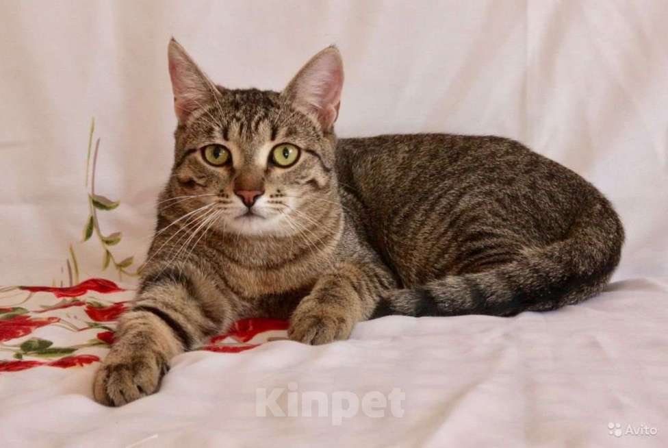 Кошки в Москве: Полосатый котенок-тигренок ищет дом  Мальчик, 10 руб. - фото 1