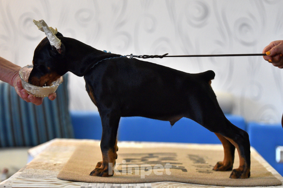 Собаки в Москве: Замечательный мальчишка Мальчик, 100 000 руб. - фото 2