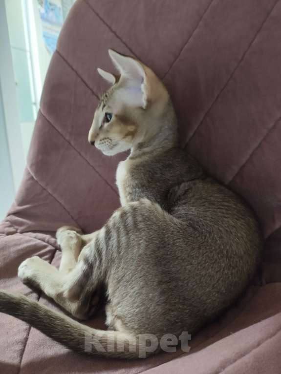 Кошки в Санкт-Петербурге: Кот на вязку Мальчик, 20 000 руб. - фото 7