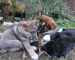 Собаки в Домодедово: Малышка Клевер ищет семью  Девочка, Бесплатно - фото 3