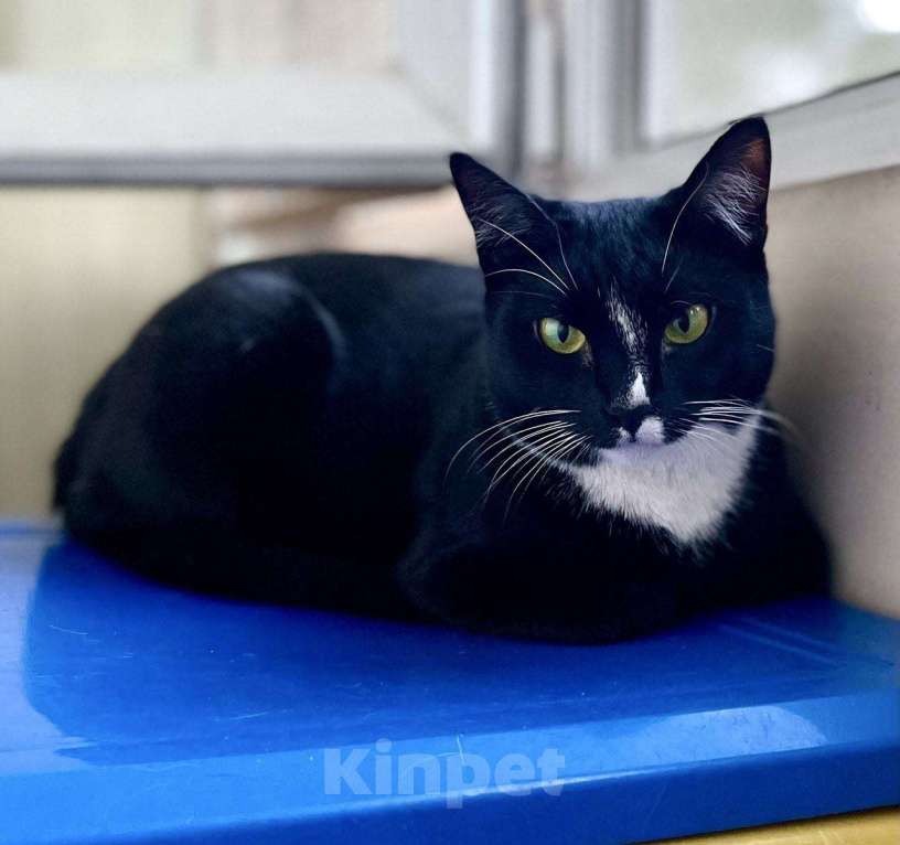 Кошки в Москве: Шарошка, зеленоглазая красавица Девочка, Бесплатно - фото 7