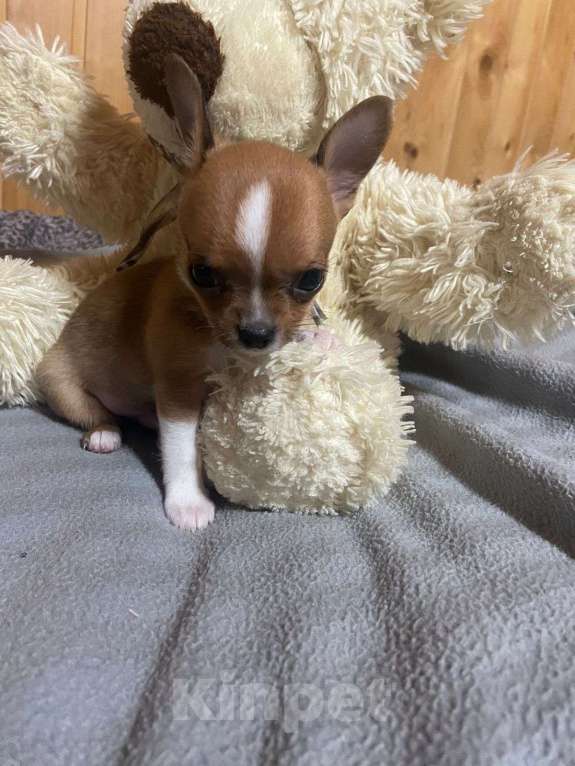 Собаки в Зеленограде: Чихуахуа малыш мини Мальчик, 30 000 руб. - фото 2