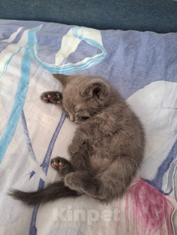 Кошки в Екатеринбурге: Мама кошка и её котята ищут будущих хозяев! Разнополые, Бесплатно - фото 9
