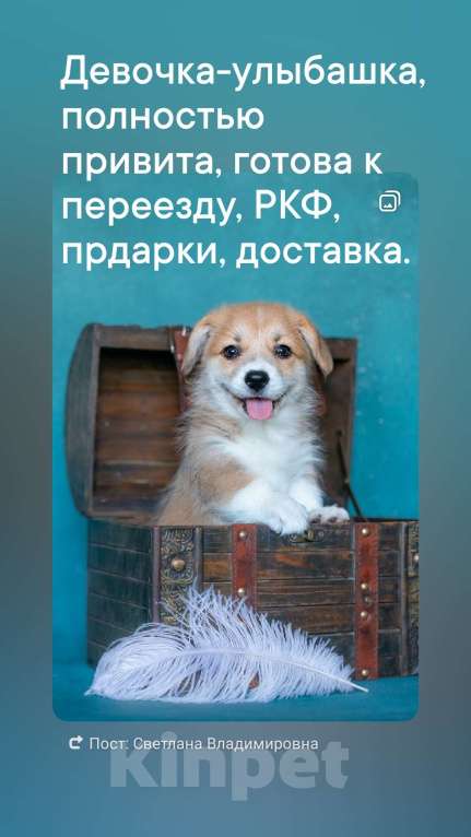 Собаки в Москве: Тутси Из Басвет Прайд  Девочка, 90 000 руб. - фото 4