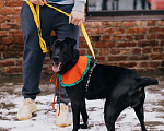 Собаки в Санкт-Петербурге: Мира ищет дом Девочка, Бесплатно - фото 3