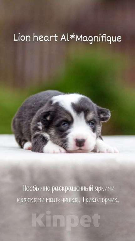 Собаки в Москве: Открыто бронирование Мальчик, Бесплатно - фото 4