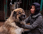 Собаки в Видном: Кавказец Кагыр, 3 года Мальчик, Бесплатно - фото 2
